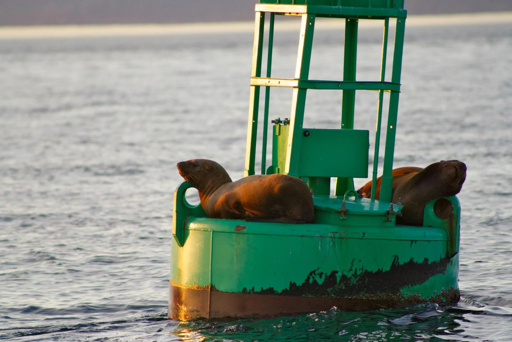 Two California sea lions basking on a green steel channel marker buoy in Shilshole Bay, lit gold by low afternoon sun, the buoy's waterline crusted with growth