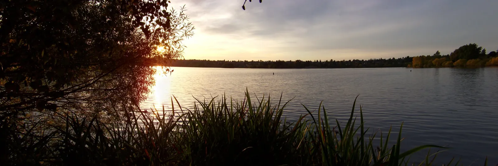 Green Lake at sunset in mid October, the sun low and burning through a silhouetted tree on the left bank, tall reeds in the foreground shot from close to the ground, the far shore turning yellow, and a track of gold light on flat water