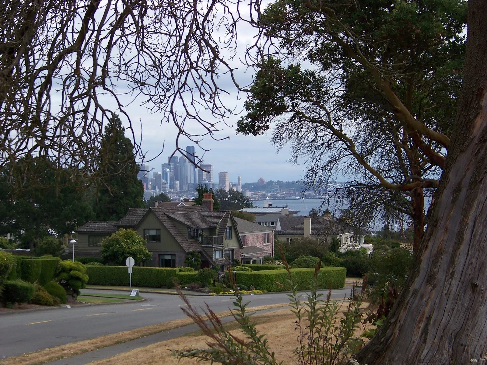 A view from a Magnolia bluff street toward the downtown Seattle skyline across Elliott Bay, framed by the gnarled limbs and peeling red bark of a madrona tree, with houses and hedges on the slope below