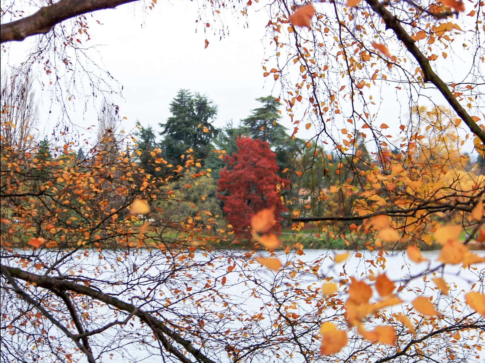 Green Lake in November seen through hanging birch branches in gold and orange, a single brilliant red tree on the far bank among dark conifers, the water flat and grey under a white overcast sky