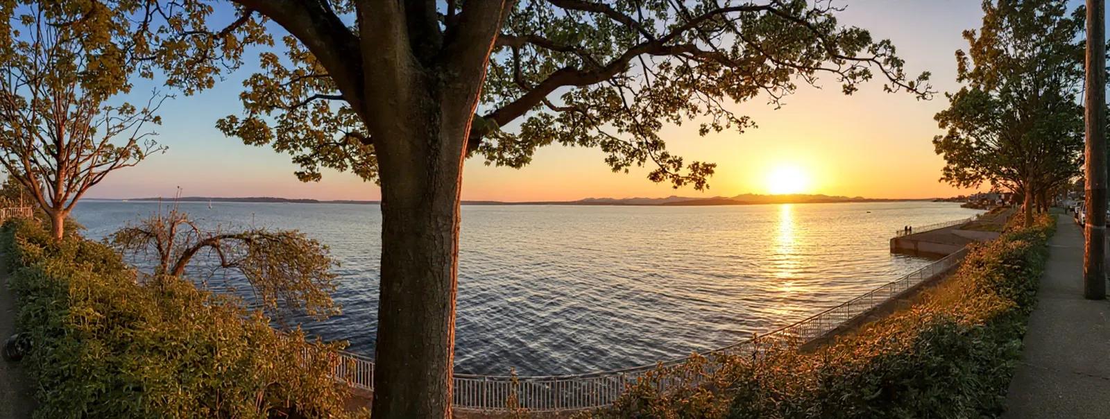 A wide view west from the Alki boardwalk at sunset, a large tree framing the centre, Puget Sound flat and gold, the Olympic Mountains low on the horizon, and the seawall path curving away to the right